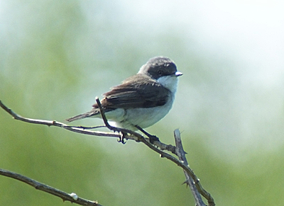 Lesser Whitethroat